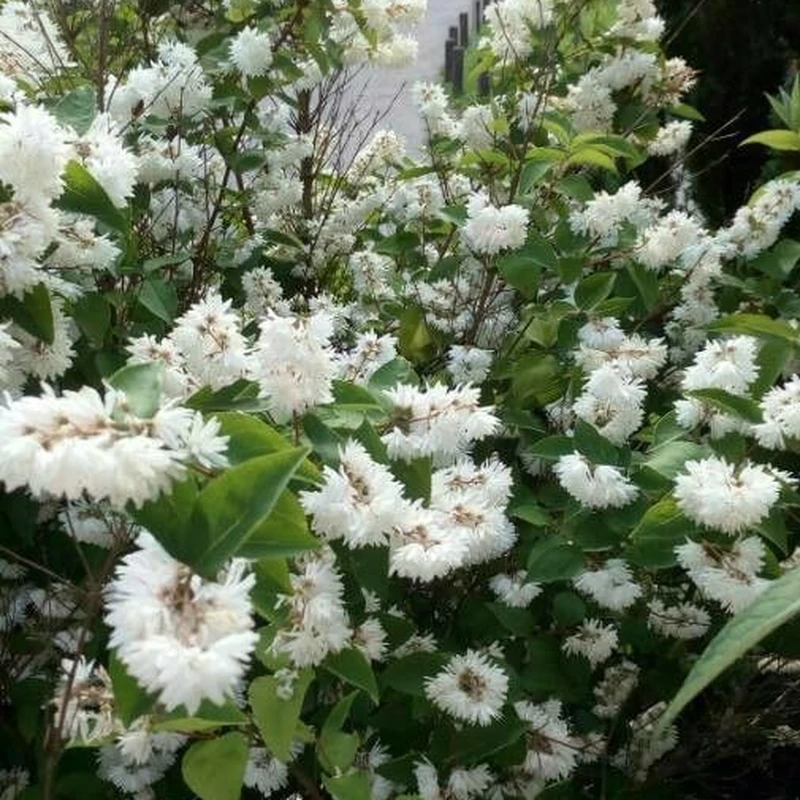 Дейция (Deutzia): полное руководство по уходу