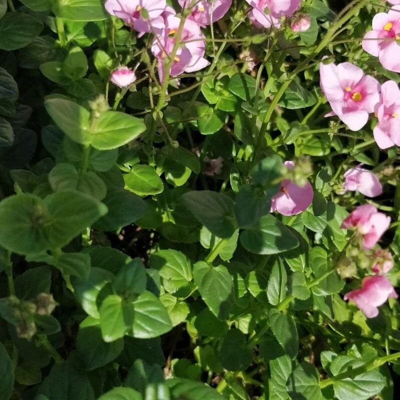Диасция (Diascia): полное руководство по уходу