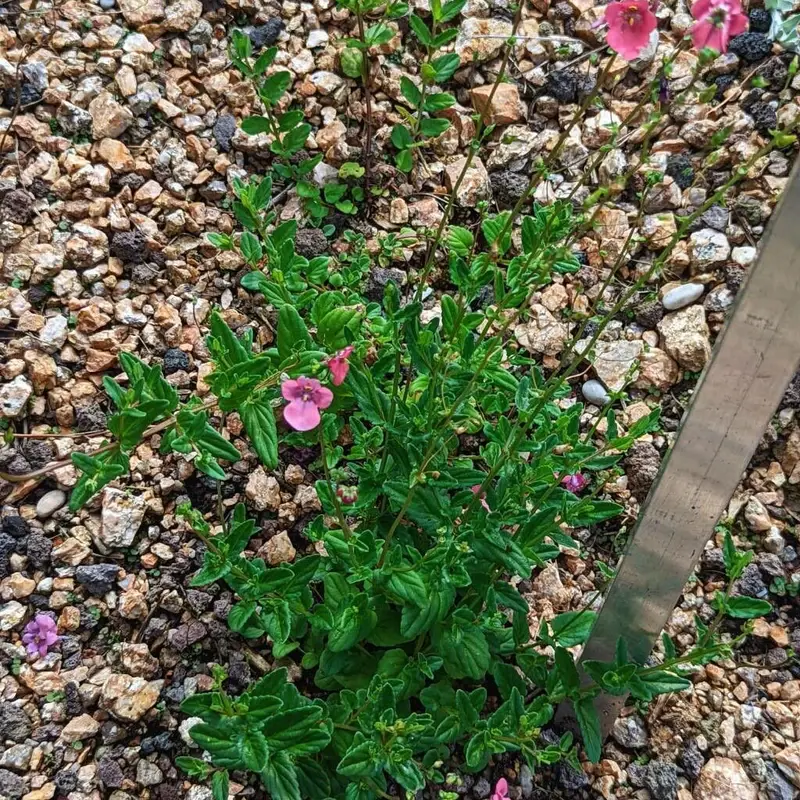 Диасция бородатая (Diascia barbarae): полное руководство по уходу