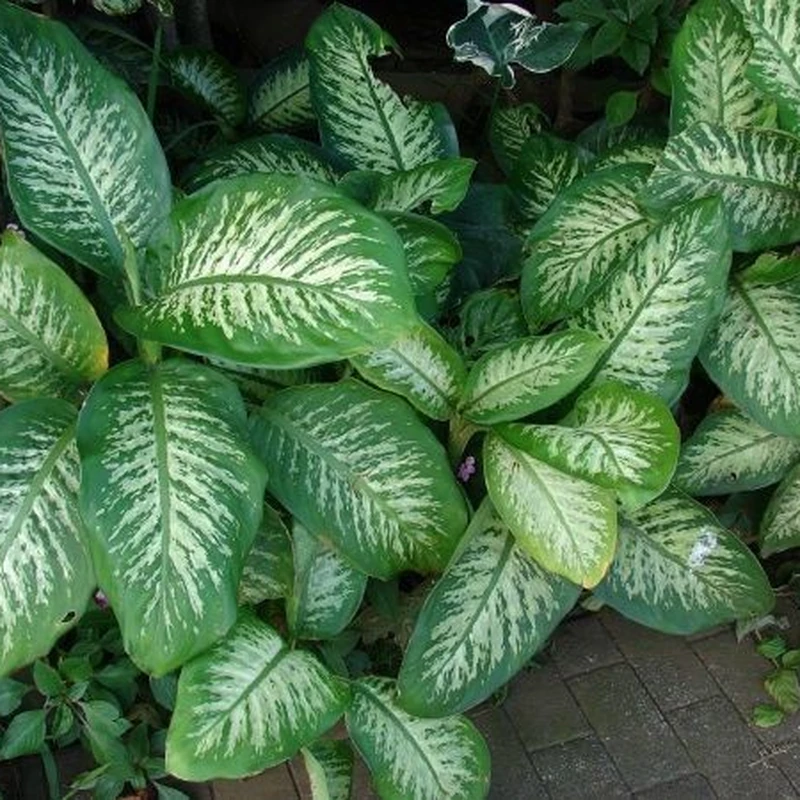 Диффенбахия пятнистая (Dieffenbachia maculata): полное руководство по уходу