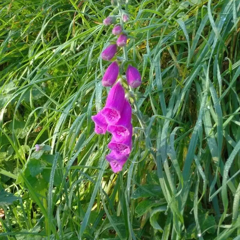 Дигиталис (Digitalis): полное руководство по уходу