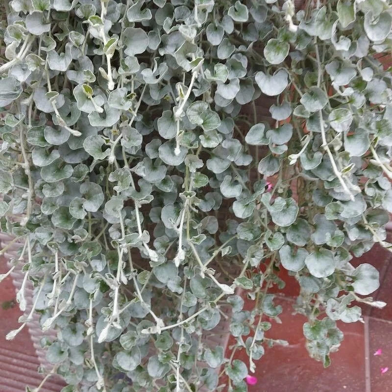 Дихондра (Dichondra argentea): полное руководство по уходу