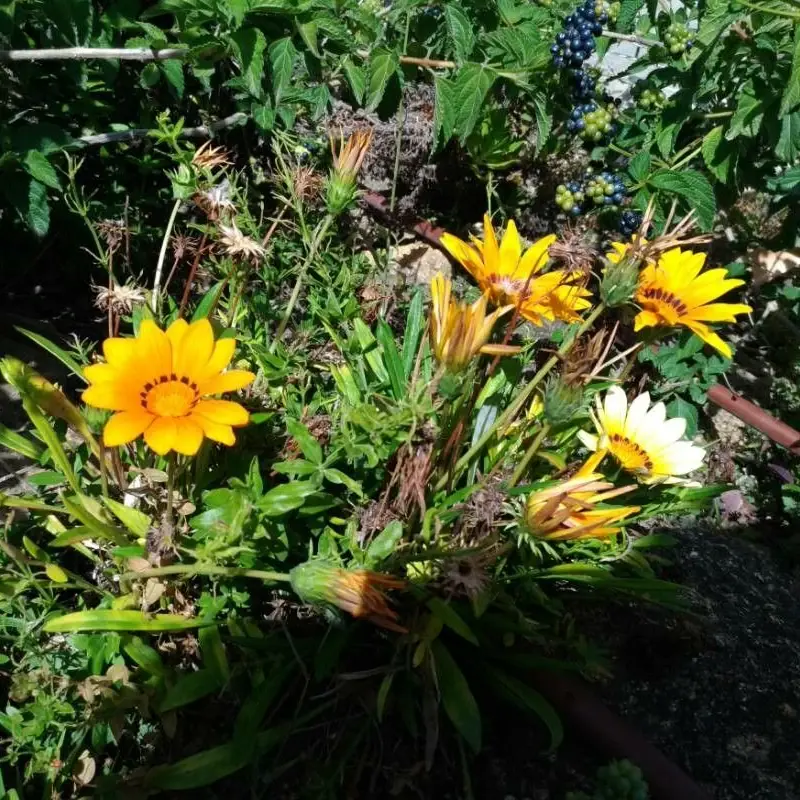 Диморфотека выемчатая (Dimorphotheca sinuata): полное руководство по уходу