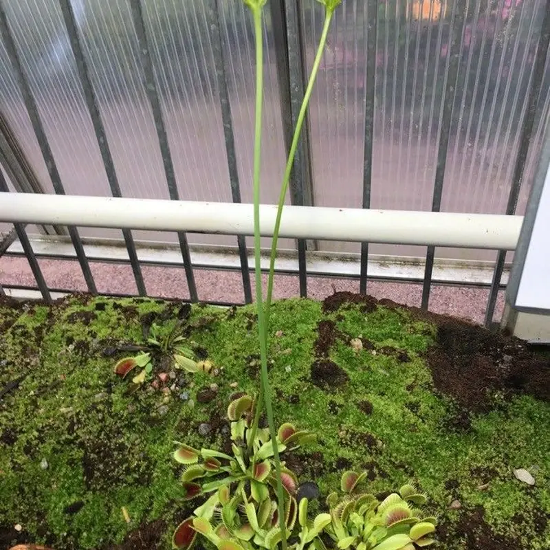 Дионея красная (Dionaea muscipula 'Red'): полное руководство по уходу