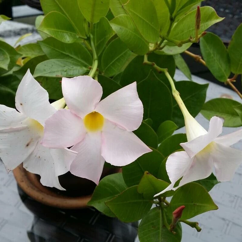 Дипладения (Mandevilla): полное руководство по уходу