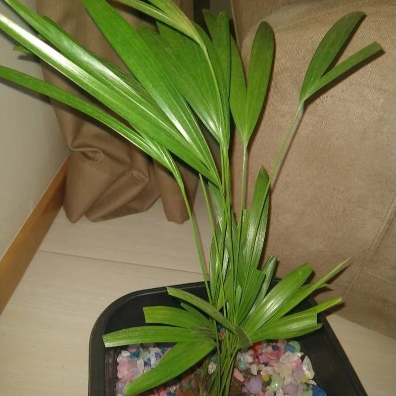 Дипсис (Dypsis lutescens): полное руководство по уходу