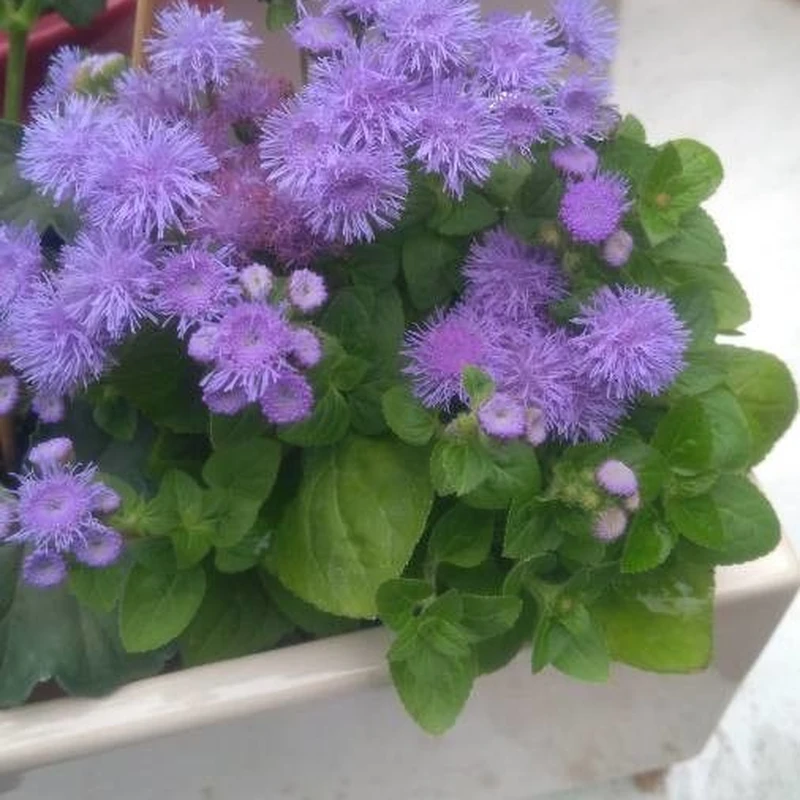 Долгоцвет (Ageratum): полное руководство по уходу