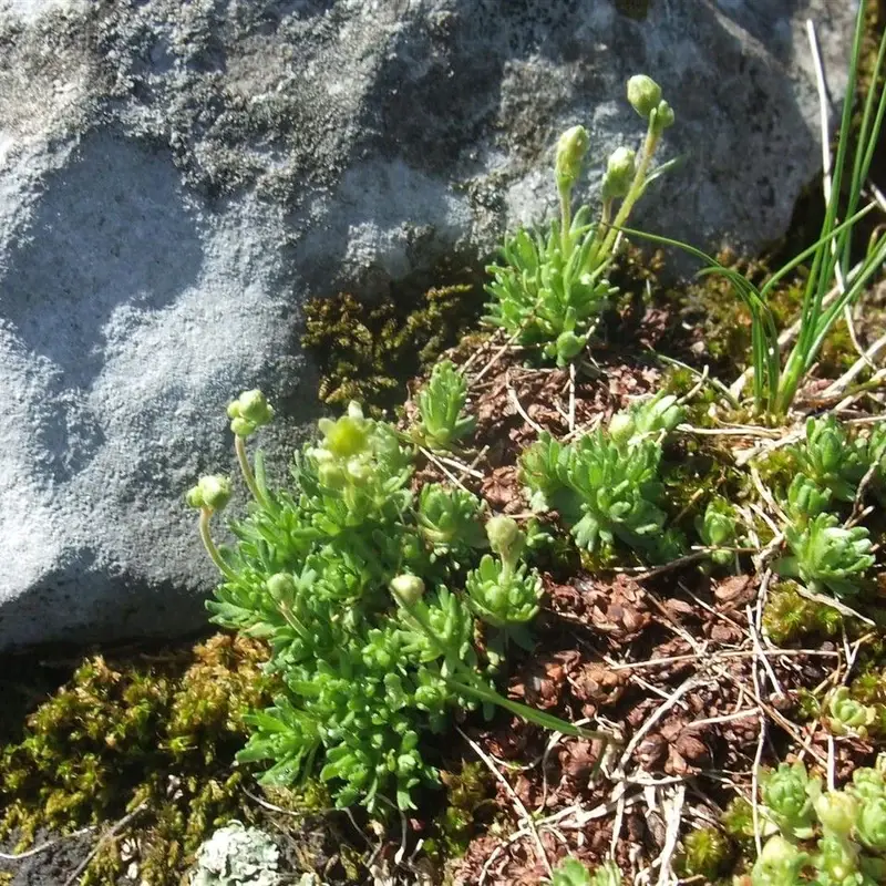 Доломитовый колокольчик (Saxifraga): полное руководство по уходу