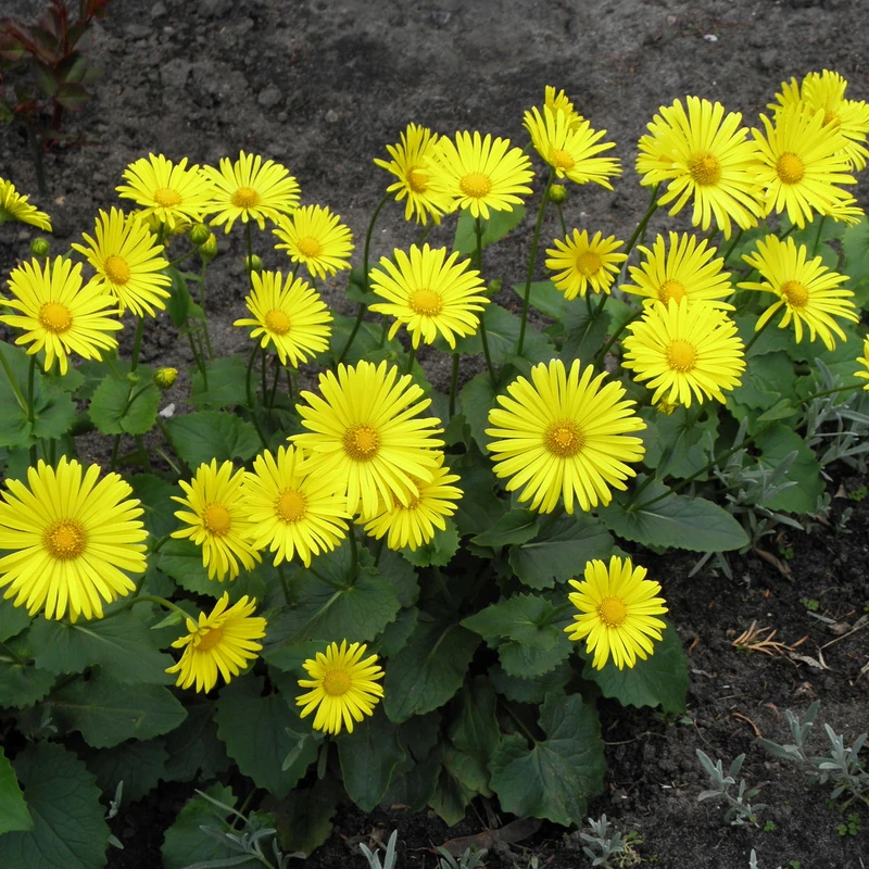 Дороникум восточный (Doronicum orientale): полное руководство по уходу