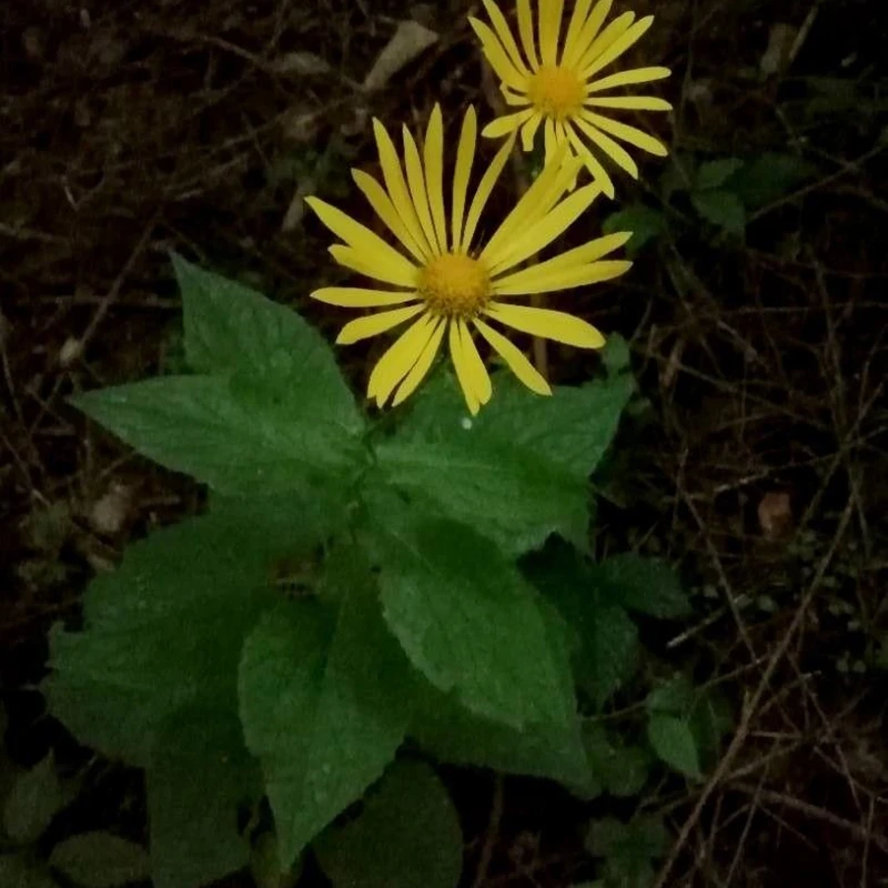 Дороникум (Doronicum): полное руководство по уходу