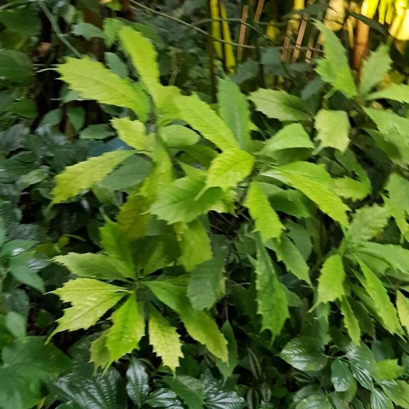 Дорстения (Dorstenia): полное руководство по уходу