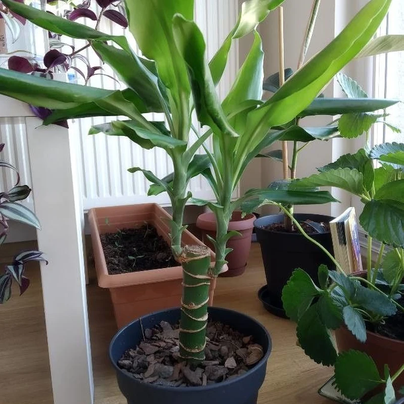 Драцена душистая (Dracaena fragrans): полное руководство по уходу