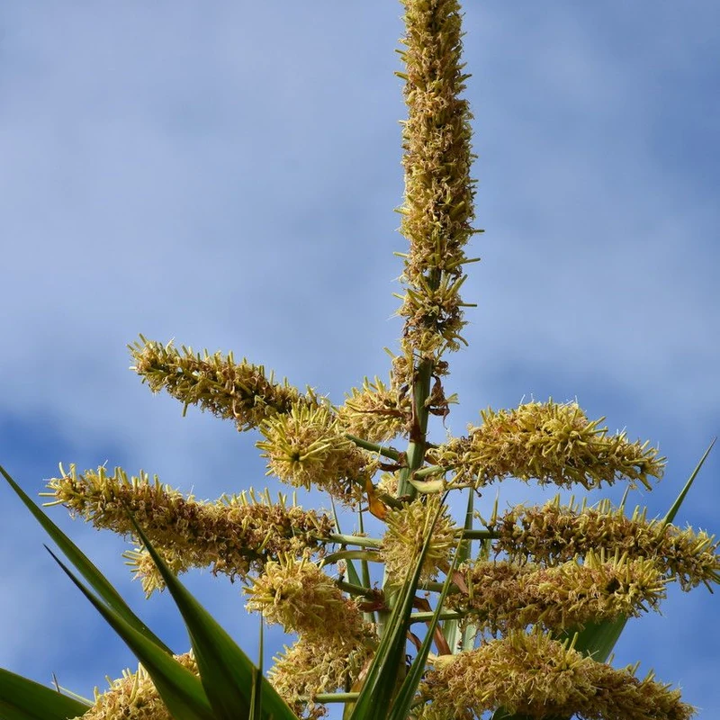 Драцена Маргината (Dracaena marginata): полное руководство по уходу