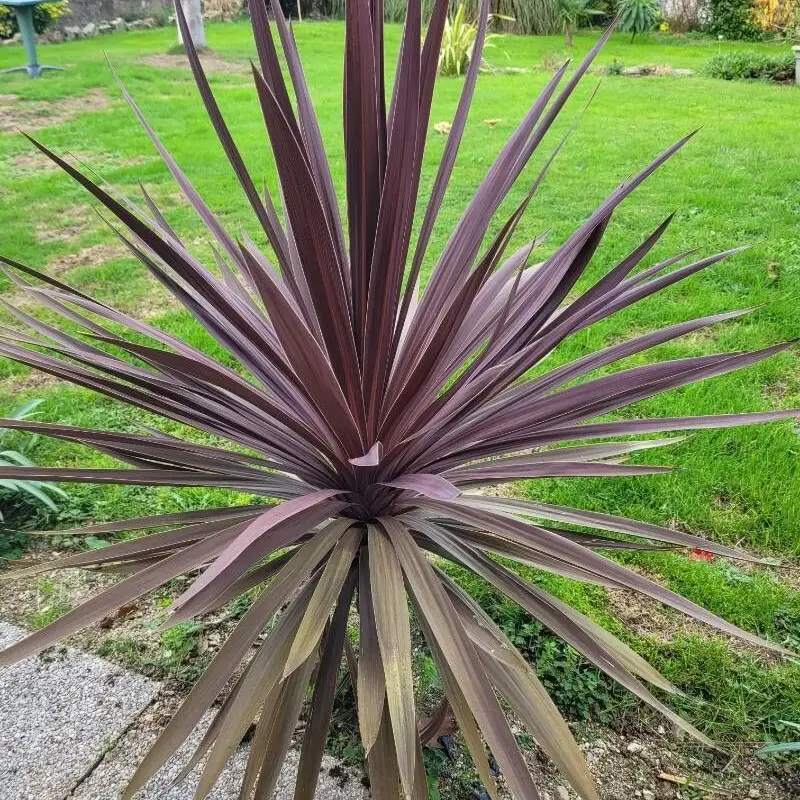 Драконова пальма (Cordyline): полное руководство по уходу