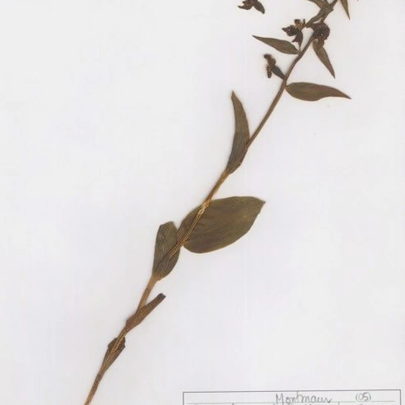 Дремлик (Epipactis): полное руководство по уходу