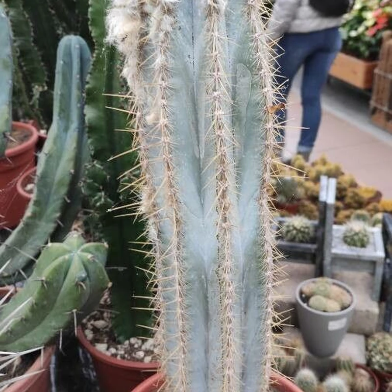 Древесный кактус (Pilosocereus): полное руководство по уходу