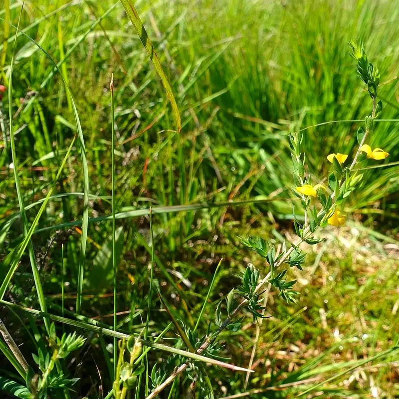 Дрок (Genista): полное руководство по уходу