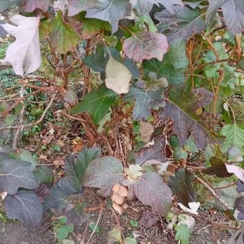 Дубоволистная гортензия (Hydrangea quercifolia): полное руководство по уходу
