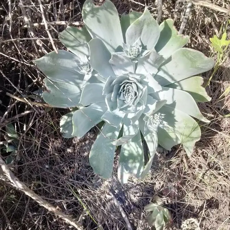 Дудлея (Dudleya): полное руководство по уходу