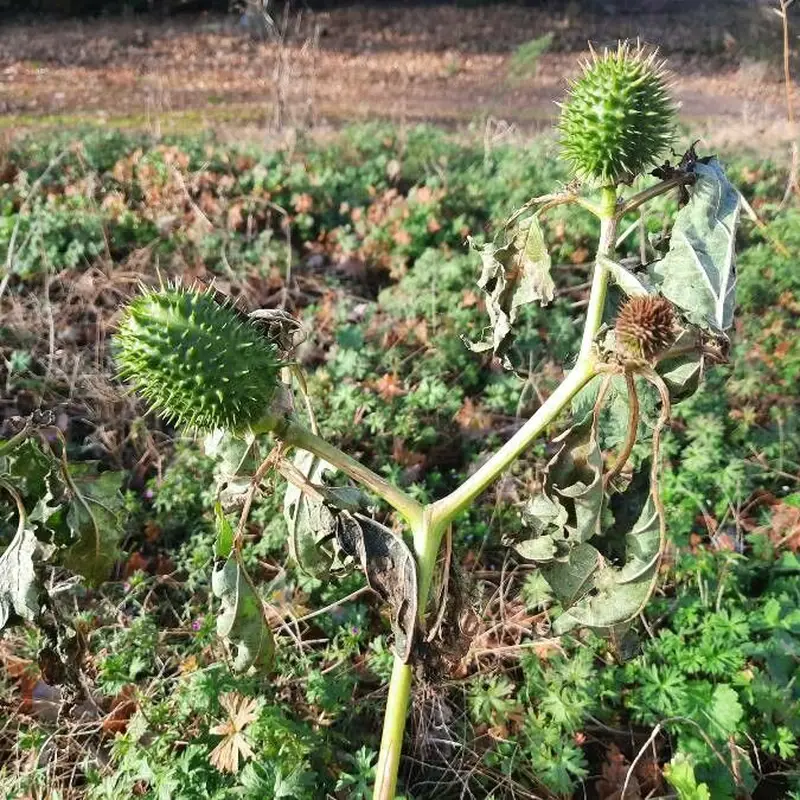 Дурман (Datura): полное руководство по уходу