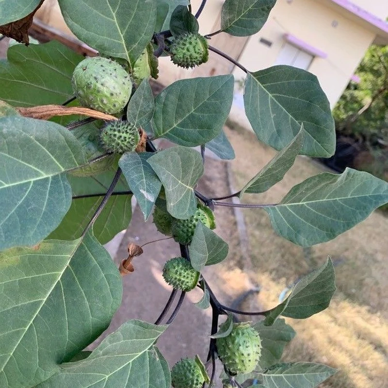 Дурман индийский (Datura metel): полное руководство по уходу