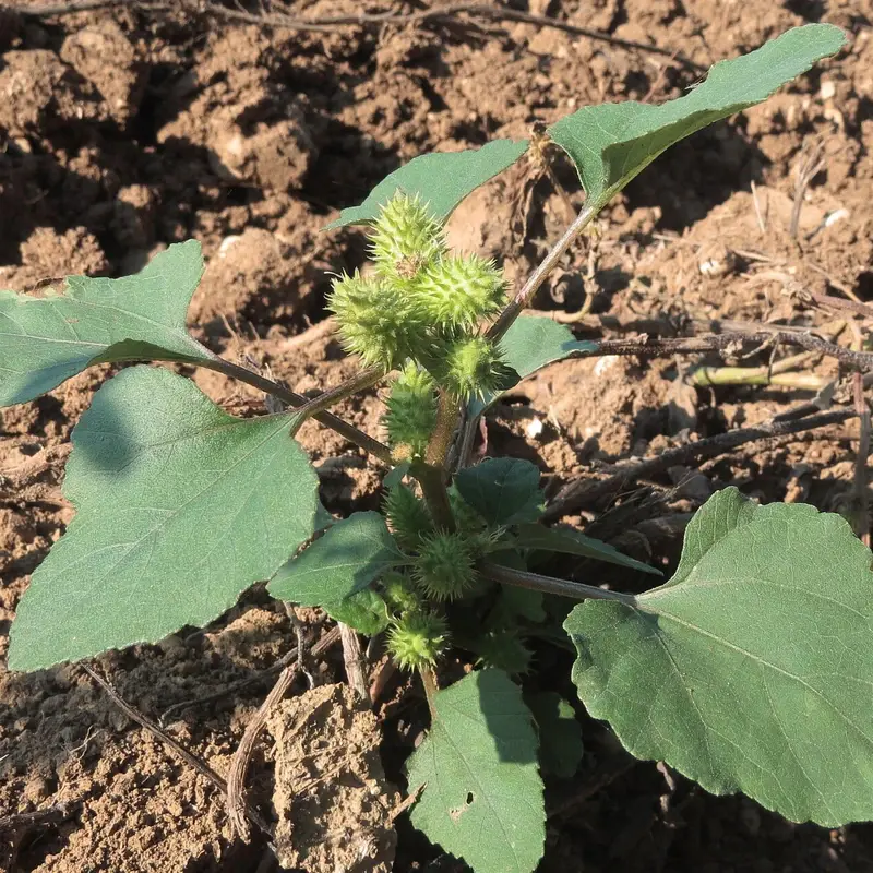 Дурнишник (Xanthium): полное руководство по уходу