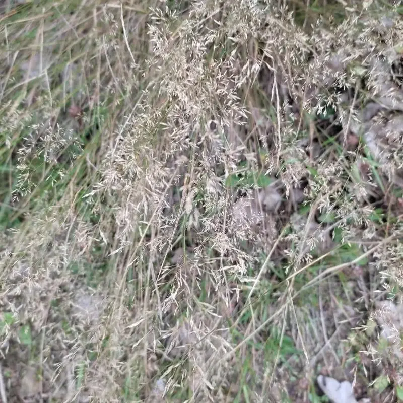Душистый колосок (Agrostis): полное руководство по уходу