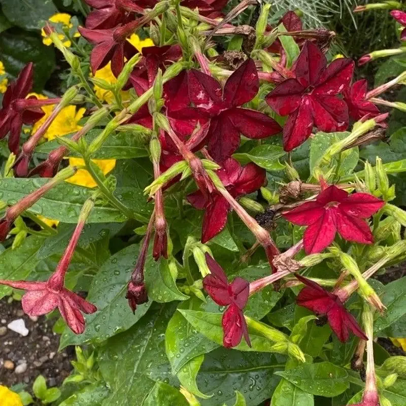 Душистый табак (Nicotiana alata): полное руководство по уходу