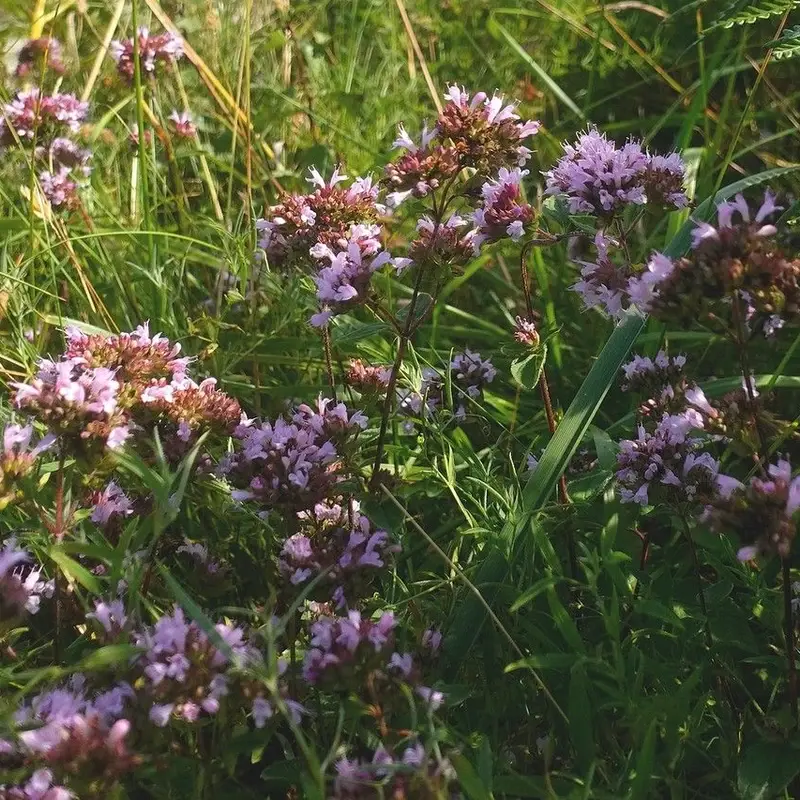 Душица (Origanum vulgare): полное руководство по уходу