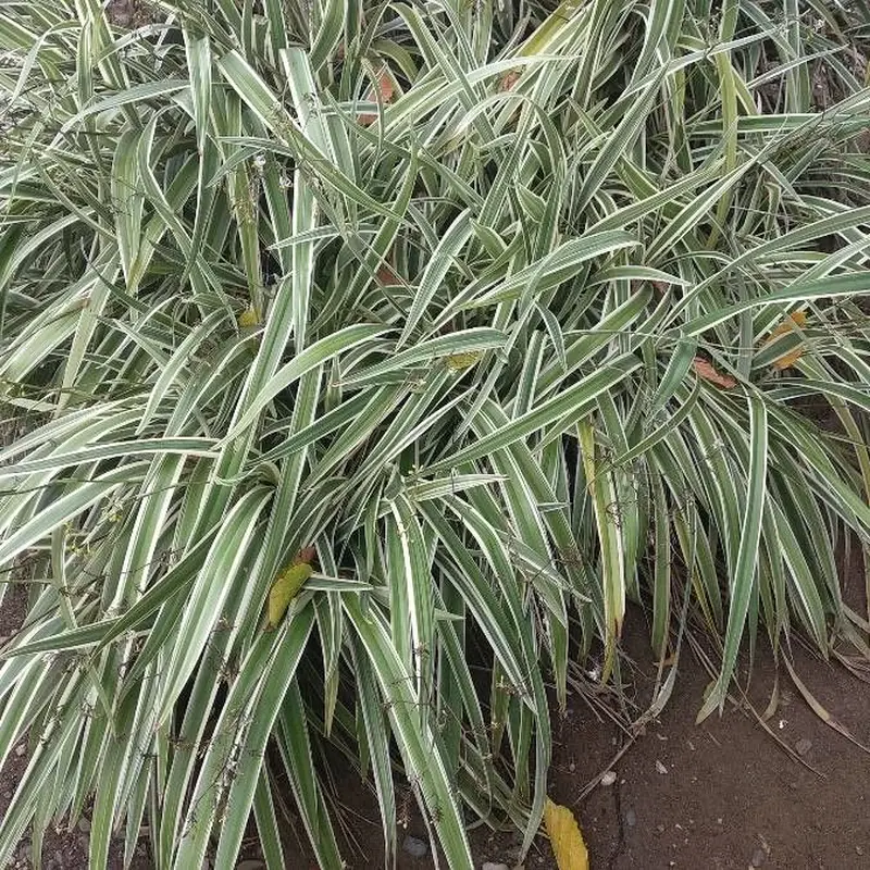 Двурядник (Dianella): полное руководство по уходу