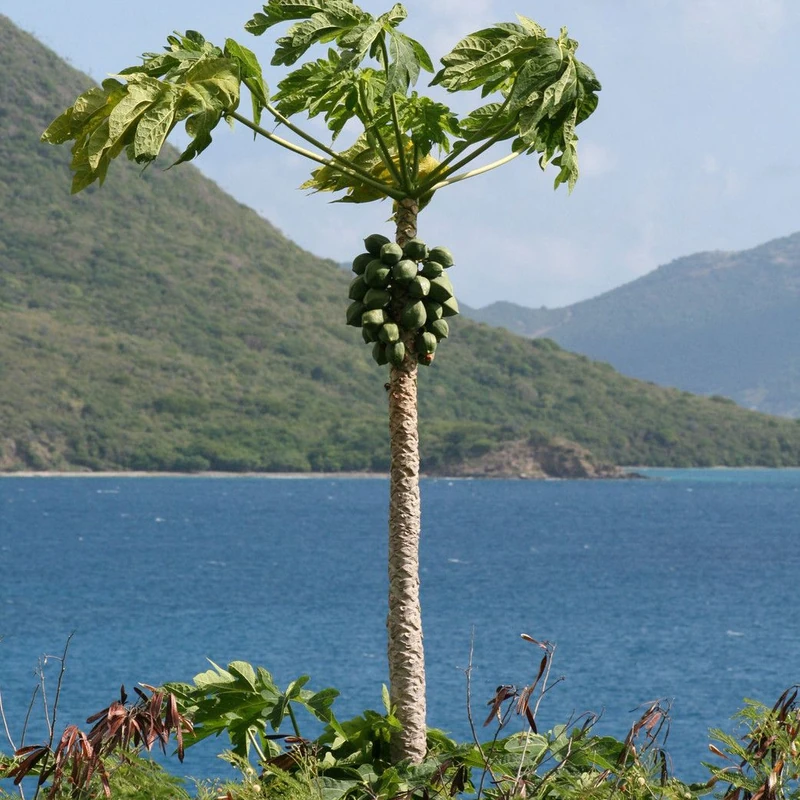 Дынное дерево (papaya): полное руководство по уходу