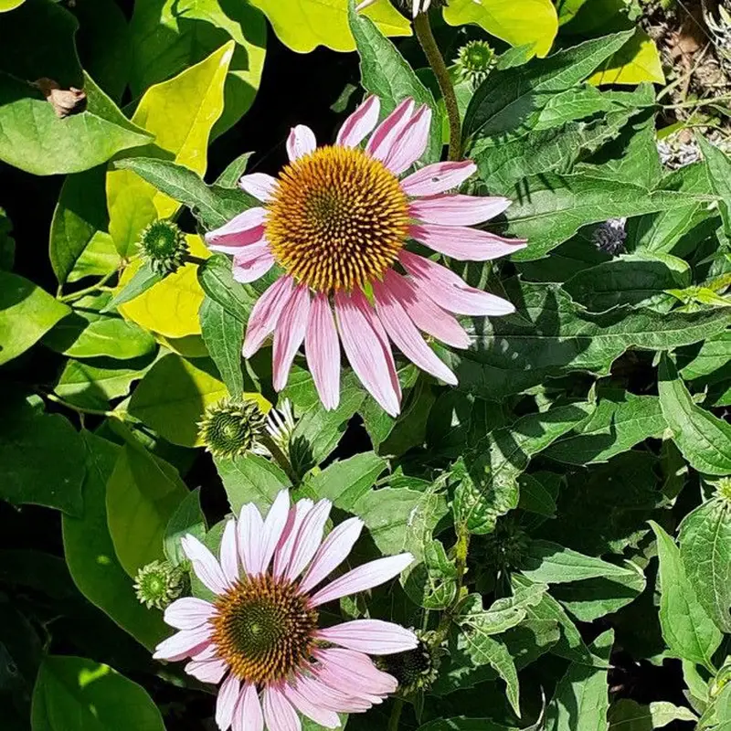 Эхинацея пурпурная (Echinacea purpurea): полное руководство по уходу