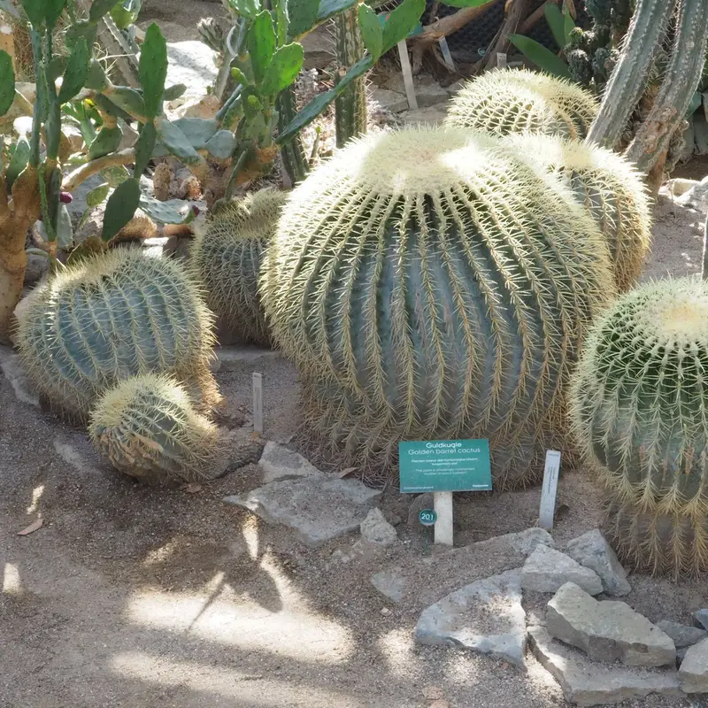 Эхинокактус Грузона (Echinocactus grusonii): полное руководство по уходу