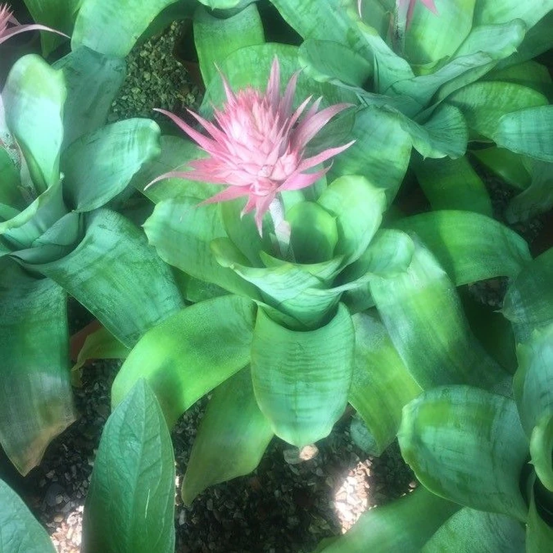 Эхмея (Aechmea fasciata): полное руководство по уходу