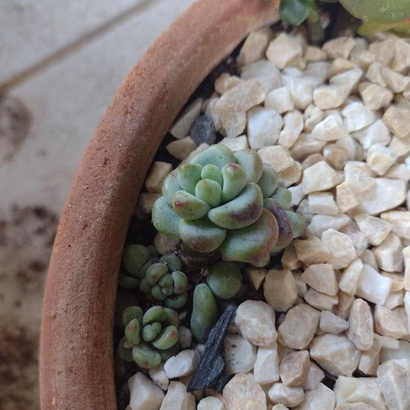 Эхверия (Echeveria): полное руководство по уходу