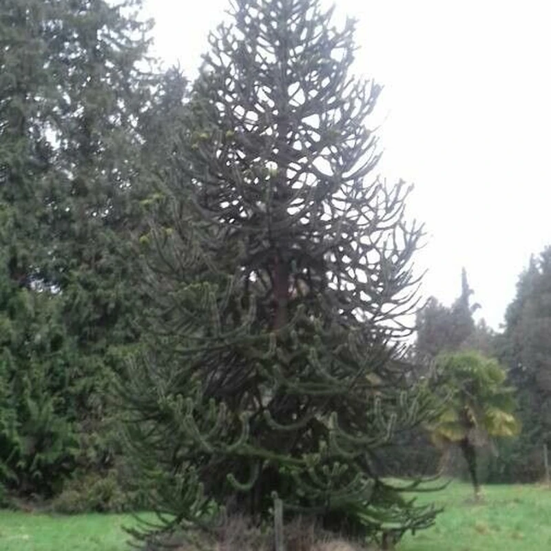 Ель комнатная (Araucaria): полное руководство по уходу