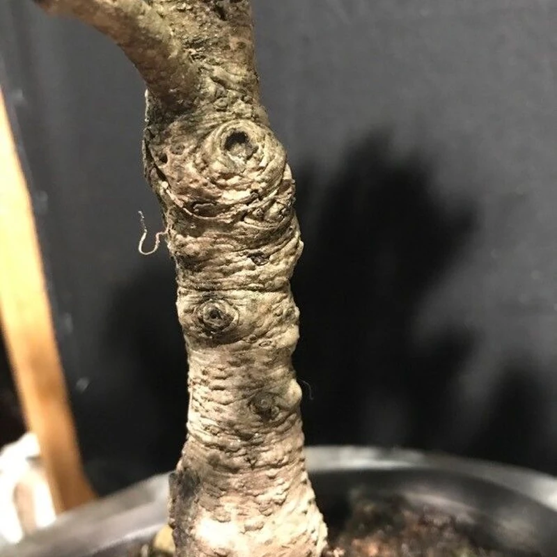 Ель канадская (Picea glauca): полное руководство по уходу