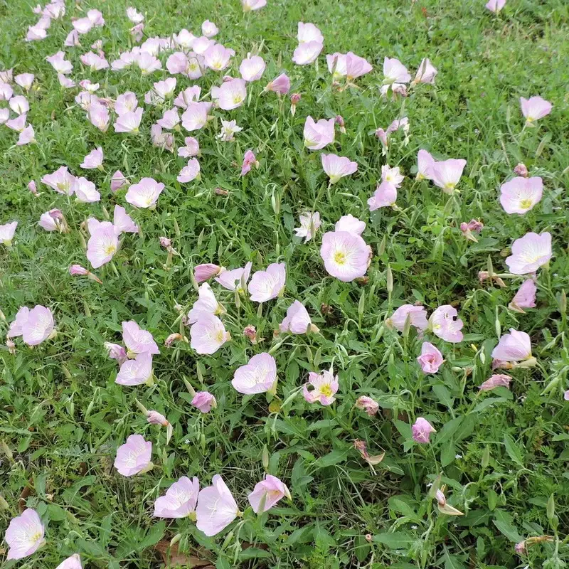 Енотера красивая (Oenothera speciosa): полное руководство по уходу