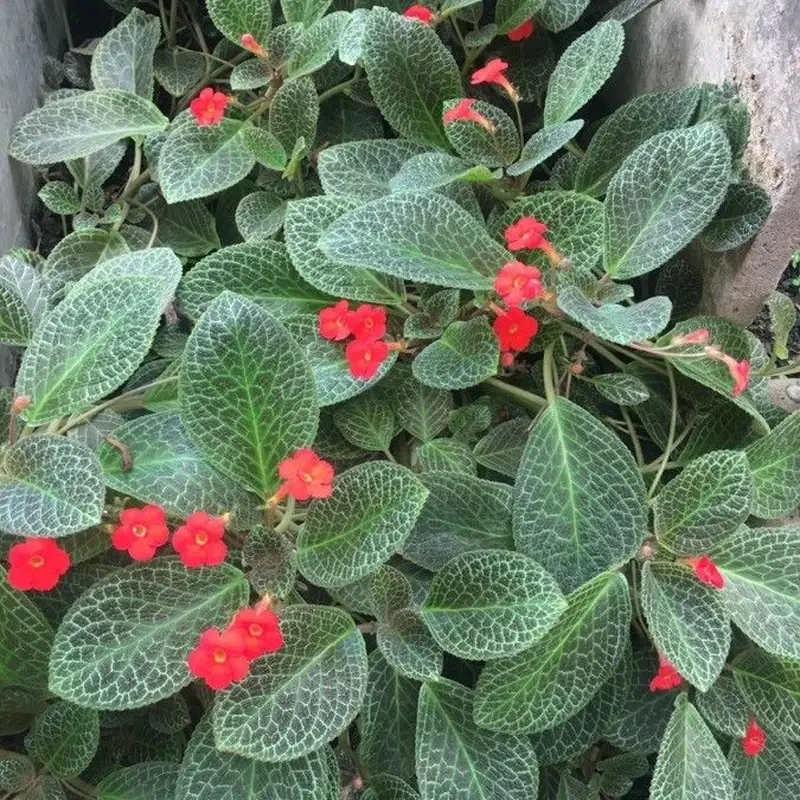 Эписция медная (Episcia cupreata): полное руководство по уходу