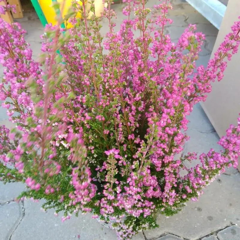 Эрика (Erica gracilis): полное руководство по уходу