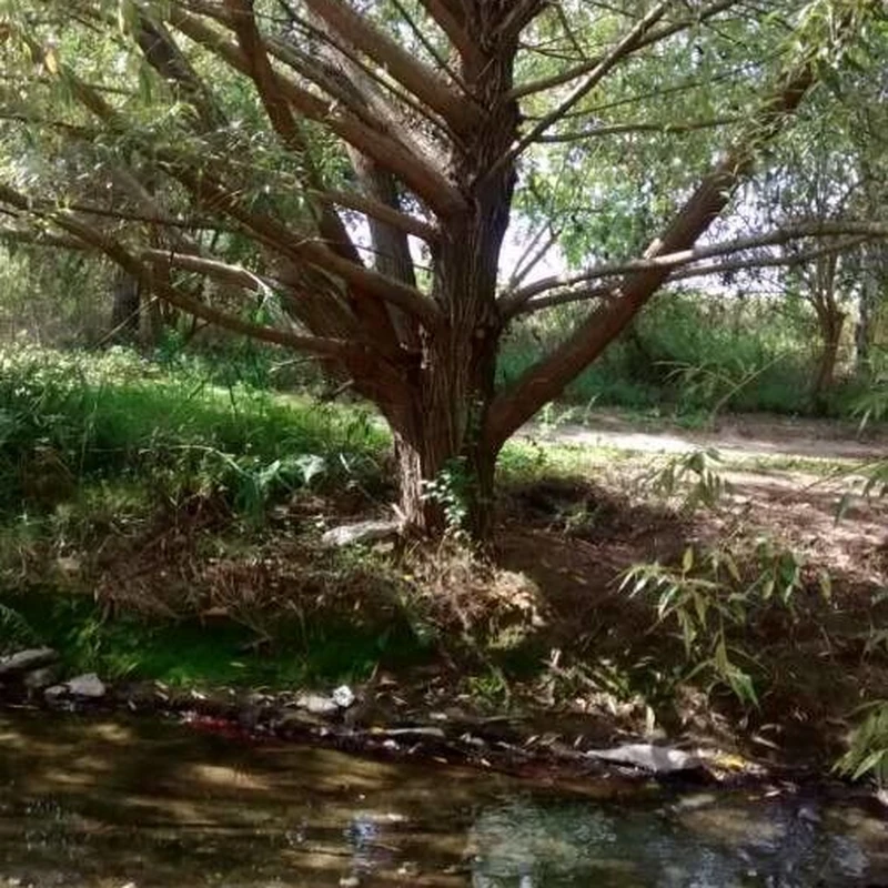 Ерник (Salix): полное руководство по уходу