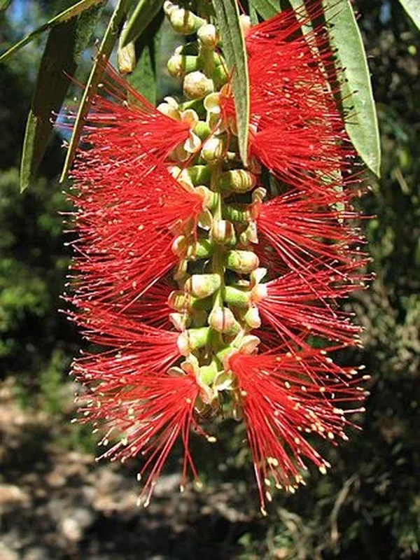 Ершик (Callistemon): полное руководство по уходу