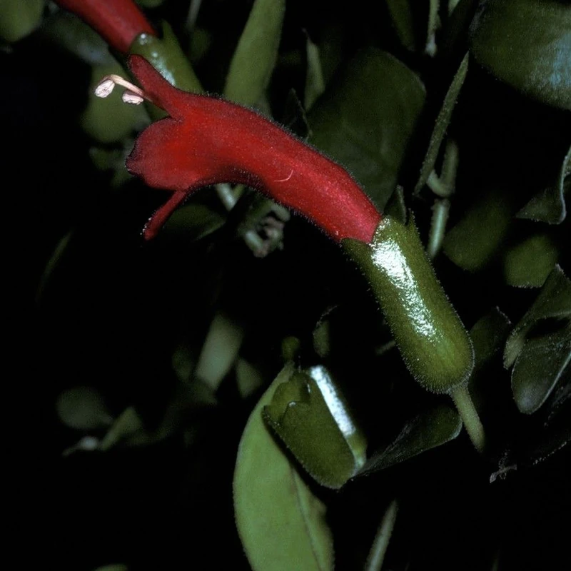 Эсхинантус Мона Лиза (Aeschynanthus lobbianus): полное руководство по уходу