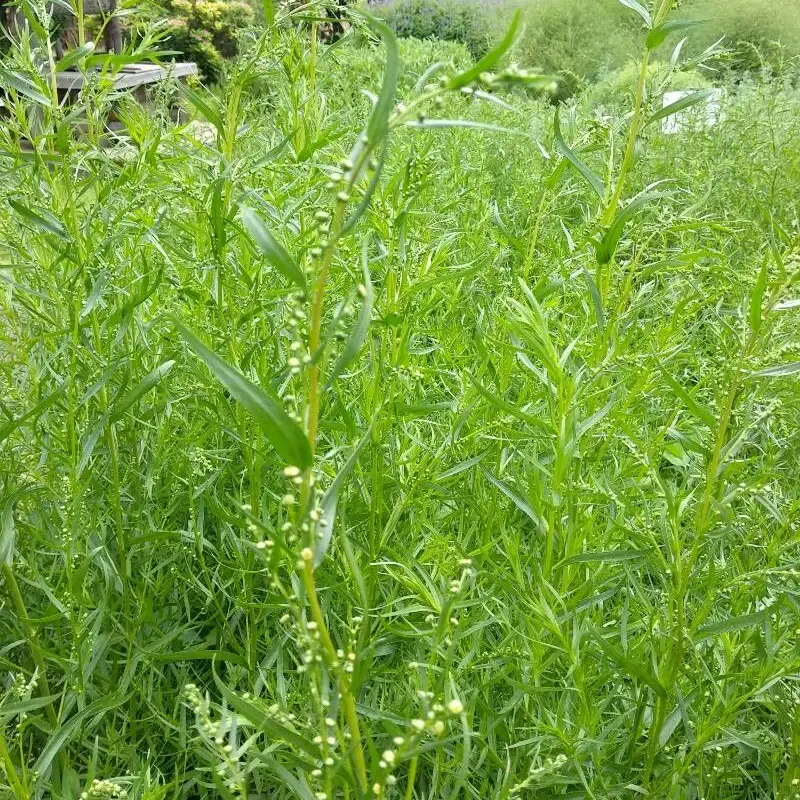 Эстрагон (Artemisia dracunculus): полное руководство по уходу