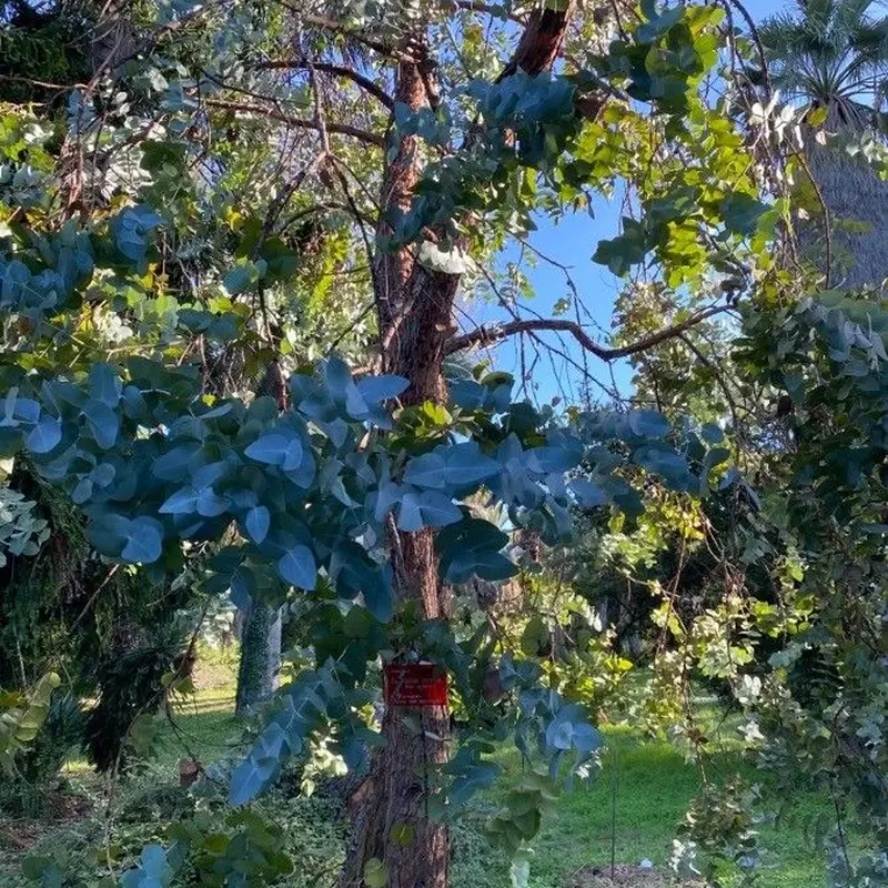 Эвкалипт (Eucalyptus cinerea): полное руководство по уходу