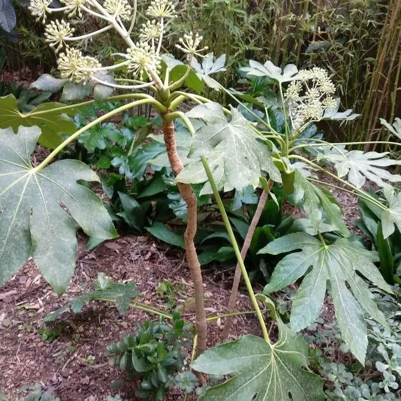 Фатсия (Fatsia japonica): полное руководство по уходу