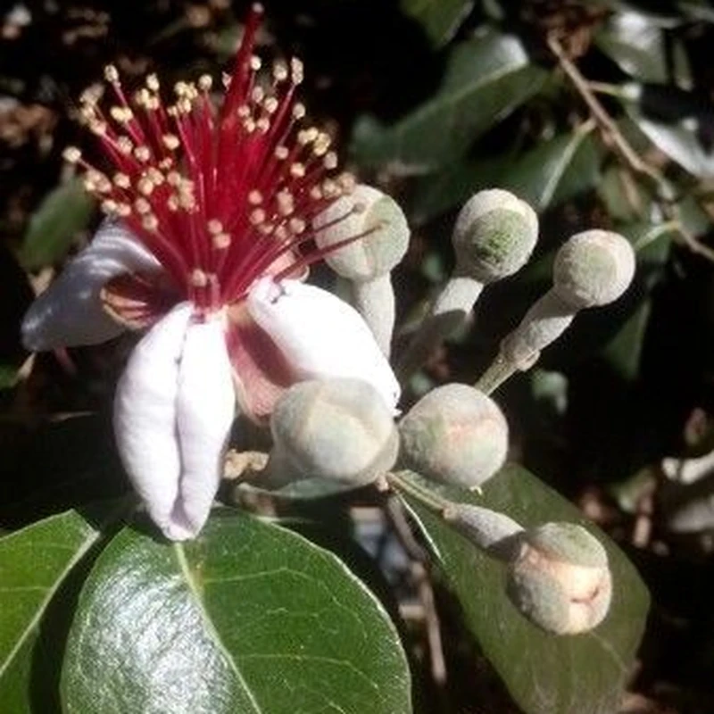 Фейхоа Селлова (Feijoa sellowiana): полное руководство по уходу