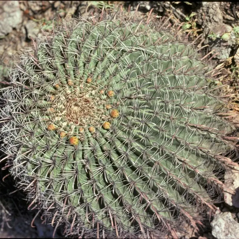 Ферокактус (Ferocactus): полное руководство по уходу