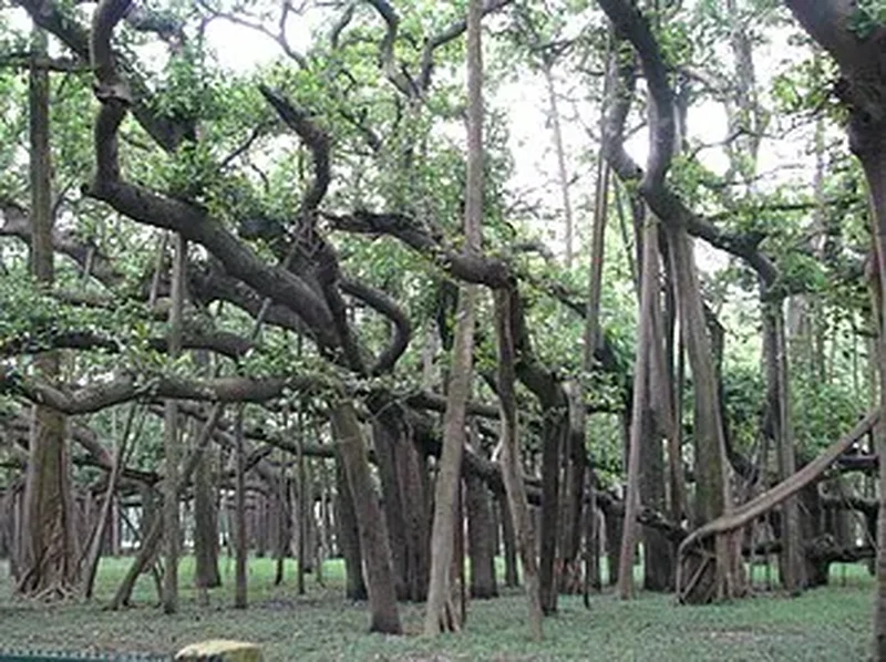Фикус бенгальский (Ficus benghalensis): полное руководство по уходу