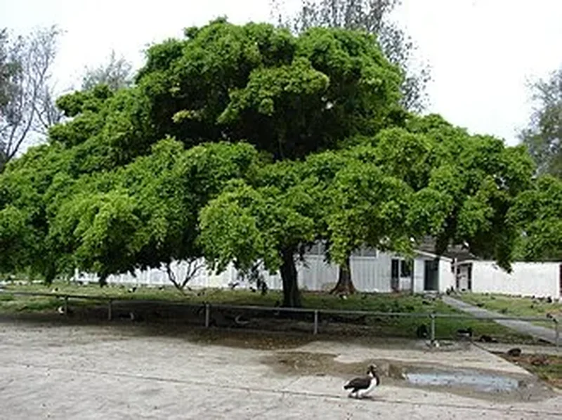 Фикус Бенджамина (Ficus benjamina): полное руководство по уходу